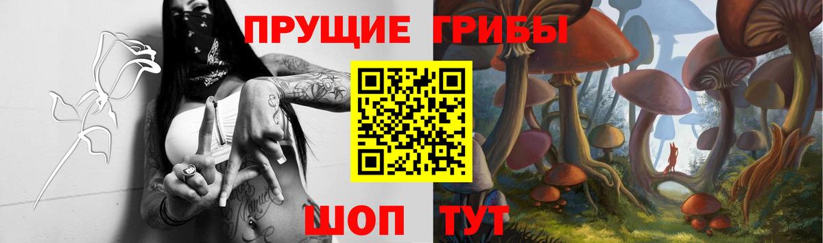 Тосно  Псилоцибиновые грибы Psilocybine cubensis  Вход с VPN 